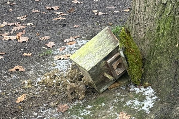 ein herabgestürzter Nistkasten liegt im Wald neben einem Baum. Auffälligkeiten wie diese können in Rheinland-Pfalz ab sofort mit der App und über das Web-Portal "WaldEcho Rheinland-Pfalz" gemeldet werden.