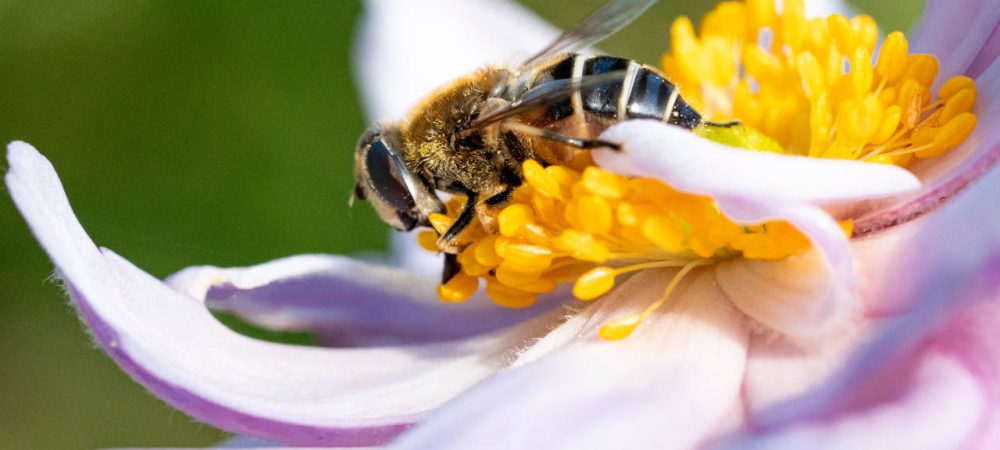 Biene auf Blüte
