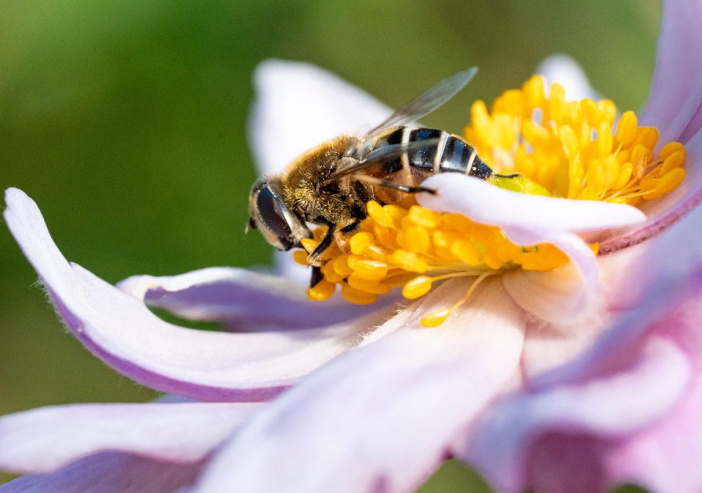 Biene auf Blüte