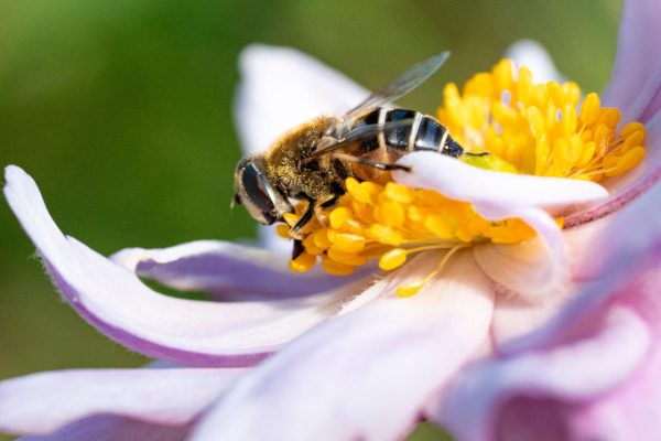 Biene auf Blüte