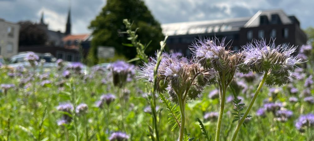 Eine Nahaufnahme einer Blume innerhalb der Wildblumenwiese vor dem Klever Rathaus. Im Hintergrund sind das Klever Rathaus sowie die Spitze der Schwanenburg zu erkennen.